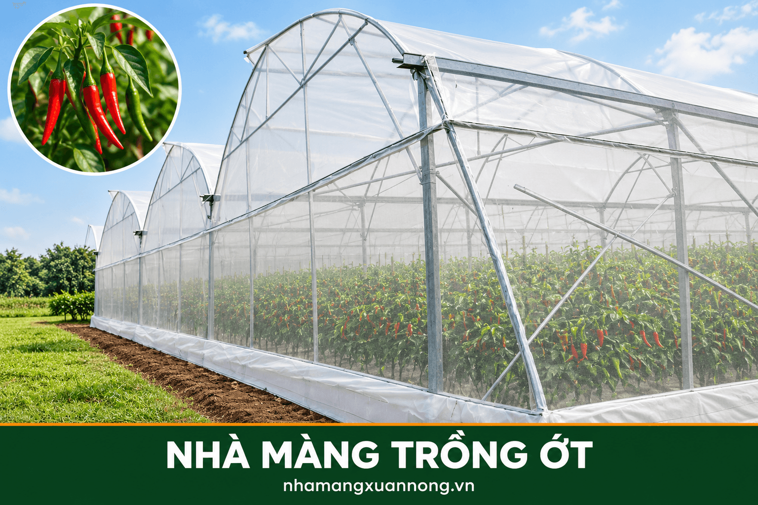Nhà màng trồng ớt