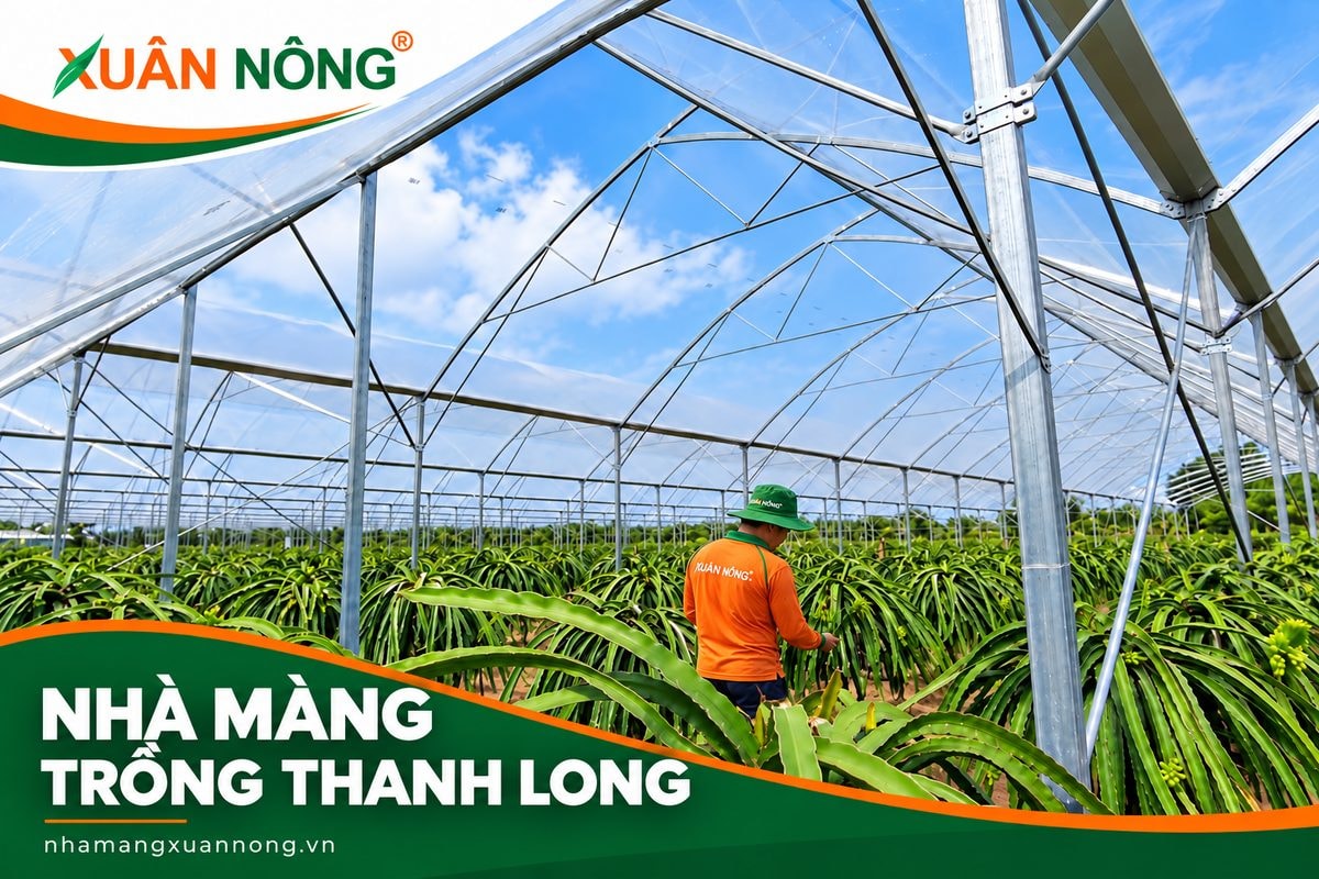 Nhân viên Xuân Nông chăm sóc thanh long trong nhà màng