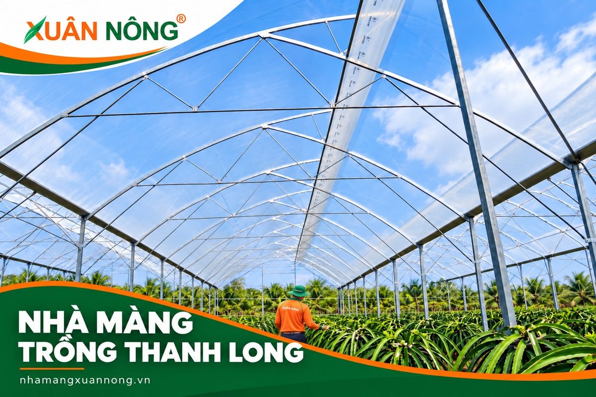 Không gian nhà màng trồng thanh long và lối chăm sóc