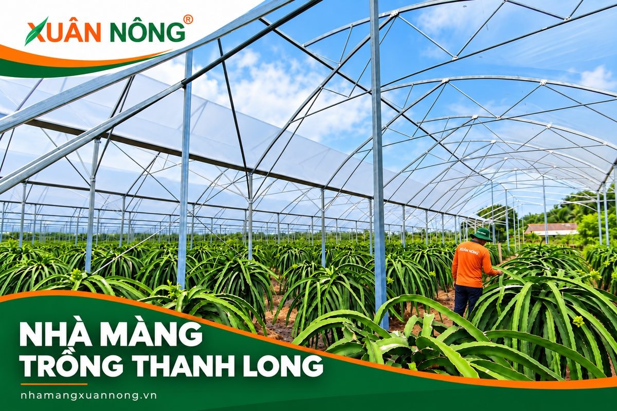 Nhà màng trồng thanh long: Thiết kế, lợi ích và chi phí đầu tư