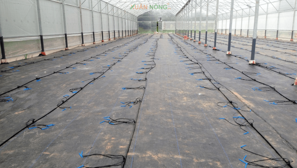 Nhà màng ươm cây giống: Cách thiết kế khu ươm khỏe, đồng đều