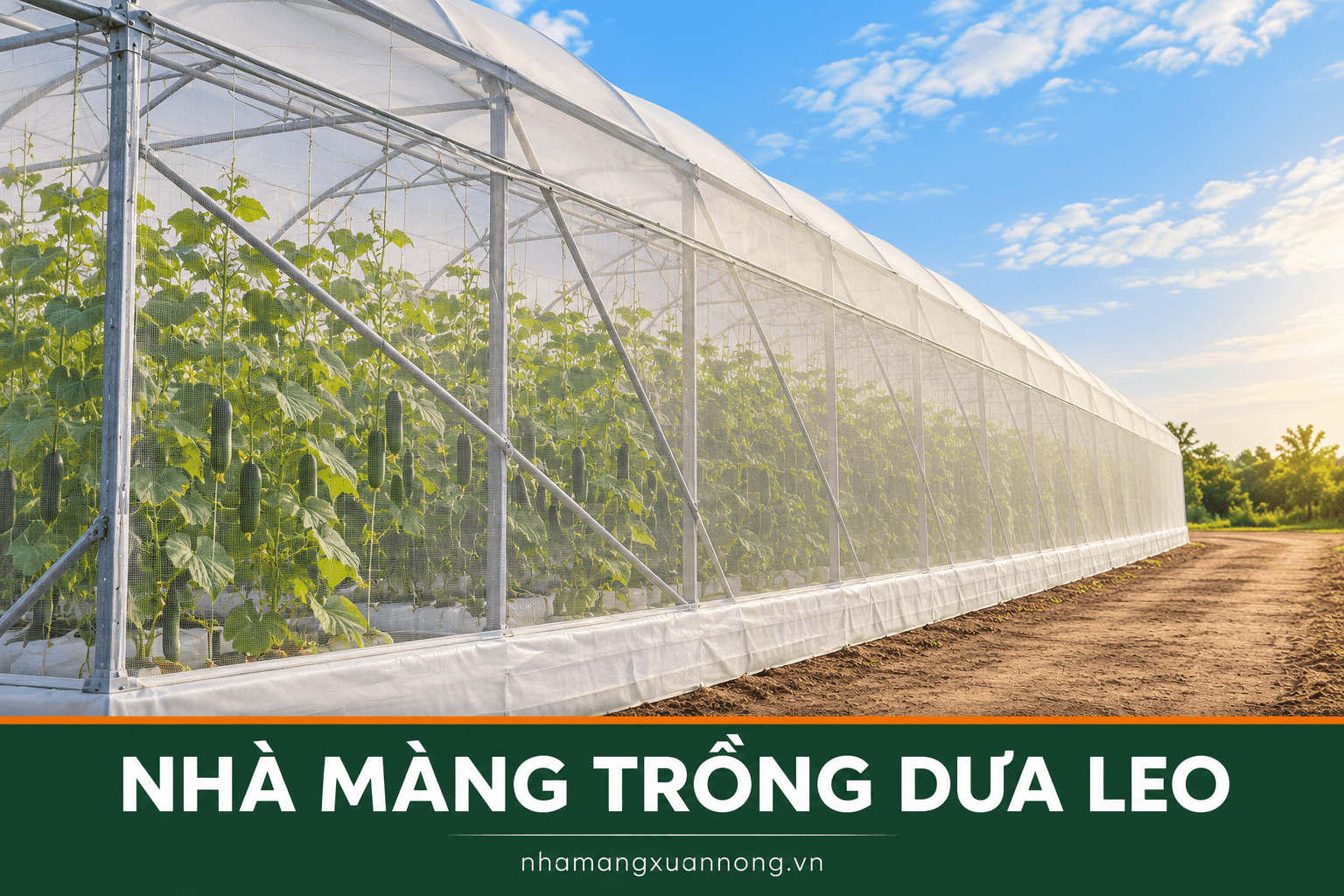 Nhà màng trồng dưa leo