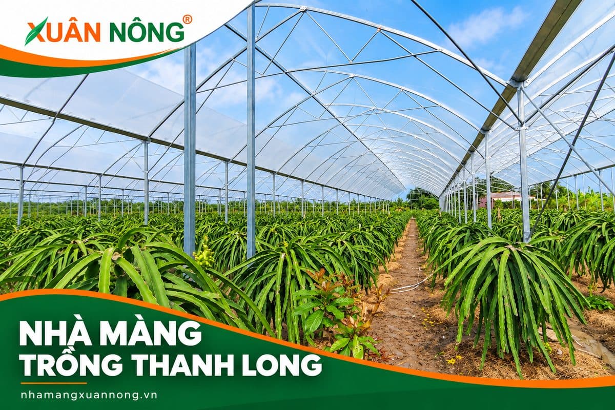 Nhà màng trồng thanh long