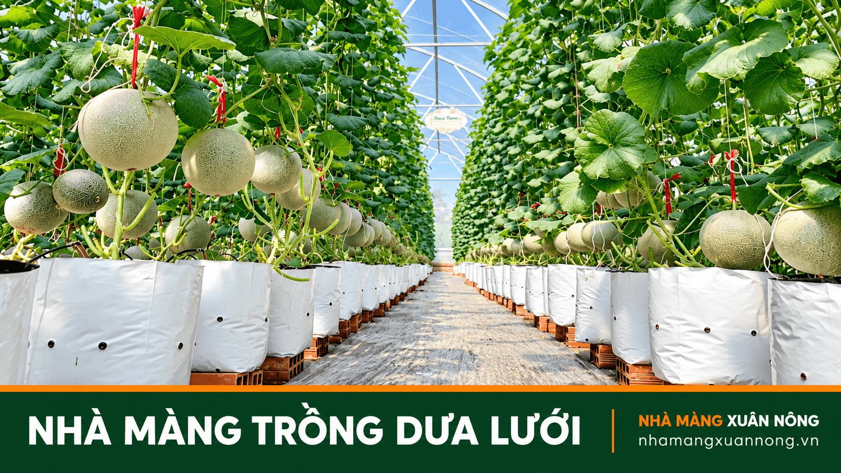 Nhà màng trồng dưa lưới